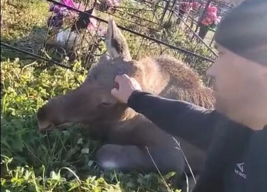 Владыка леса прогуливался на погосте в костромском райцентре
