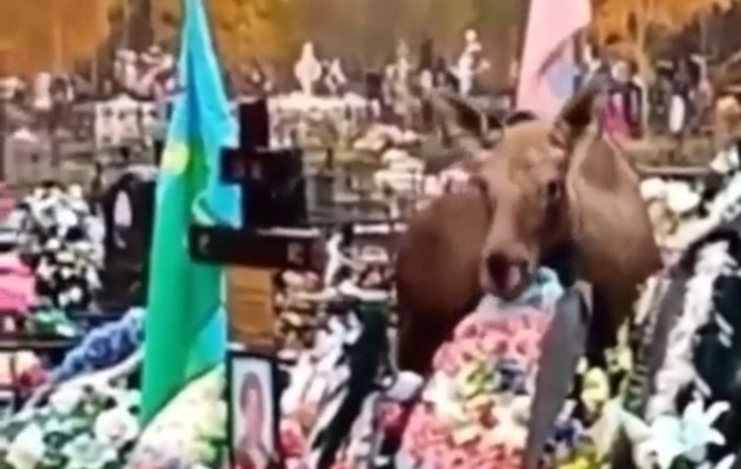 Владыка леса прогуливался на погосте в костромском райцентре