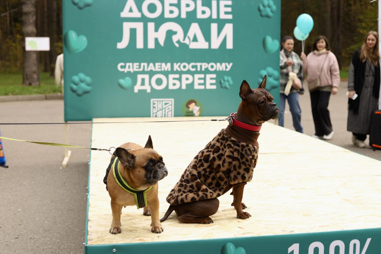Партия «Новые люди» в Костроме провела акцию в поддержку приютов для животных