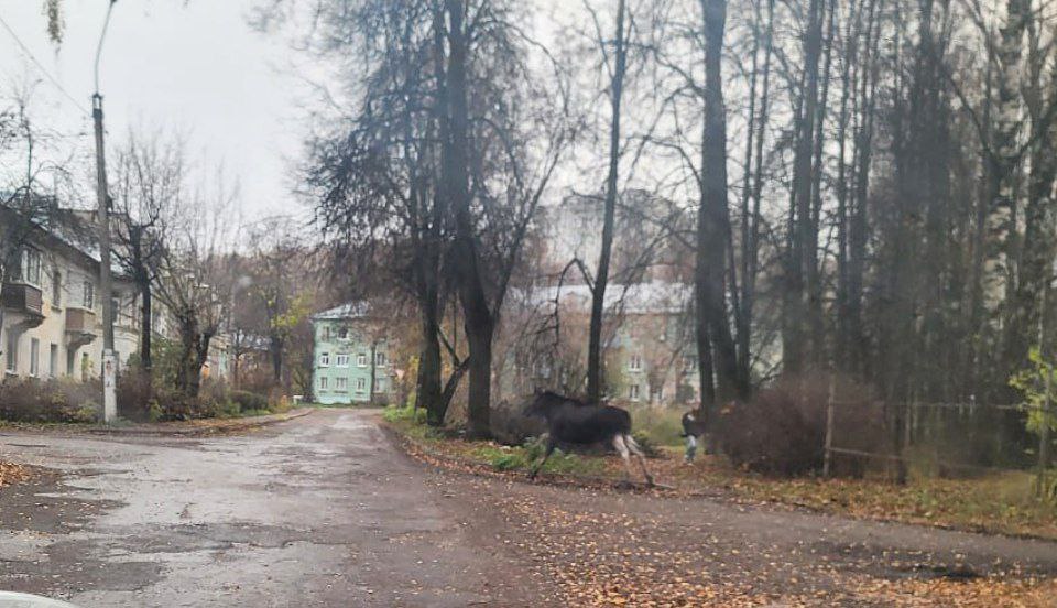 Быстроногий лось разбудил жителей Заволжья с утра пораньше