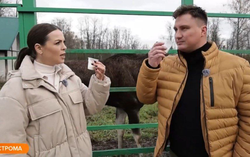 Костромской лось взасос поцеловал телеведущую канала "Россия-1"