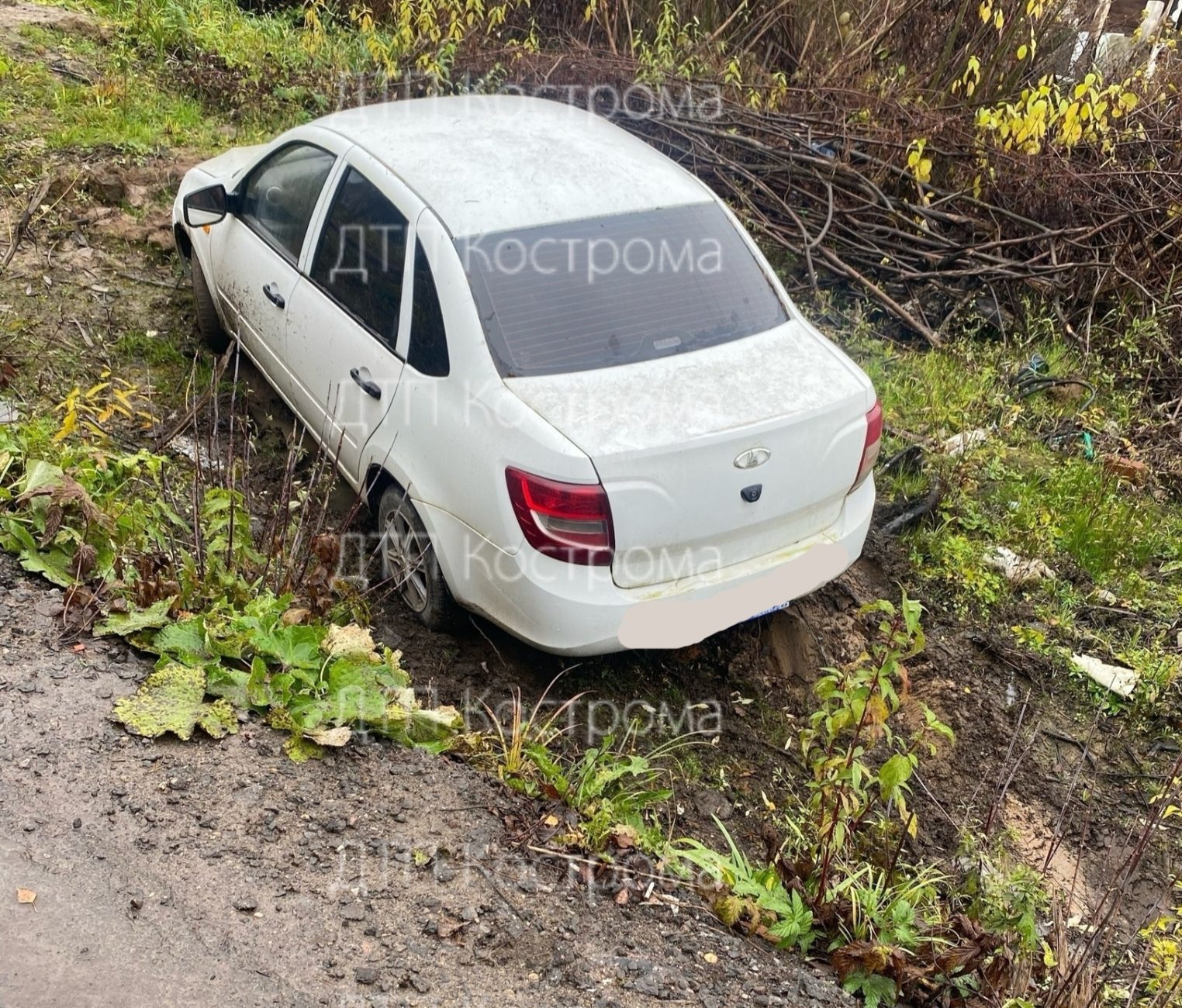 Автосирота потерялась возле дачного кооператива в Костроме