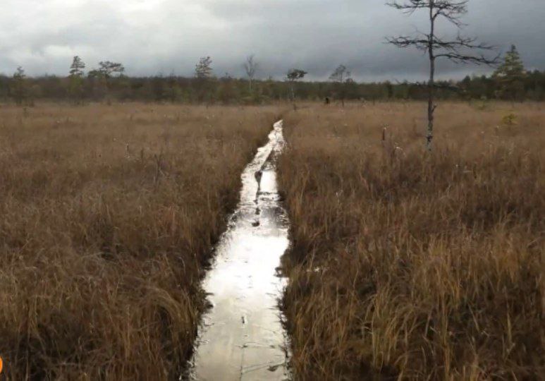 Костромской лось взасос поцеловал телеведущую канала "Россия-1"