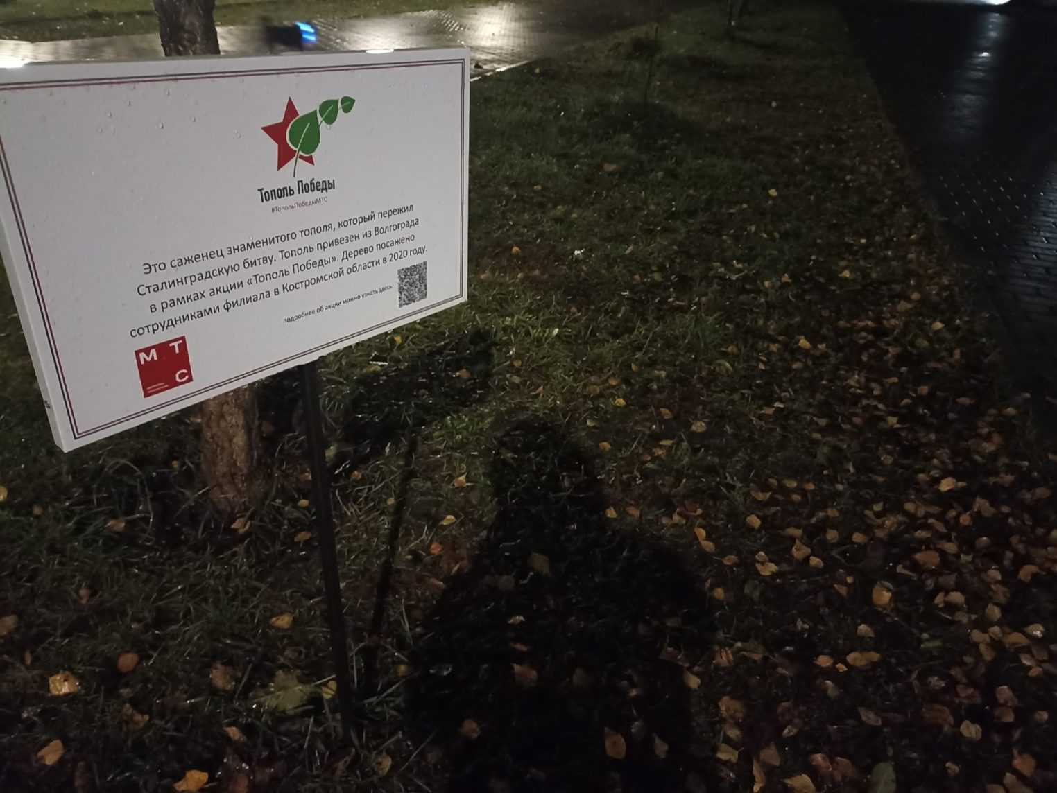 С Аллеи памяти в Костроме украли деревья