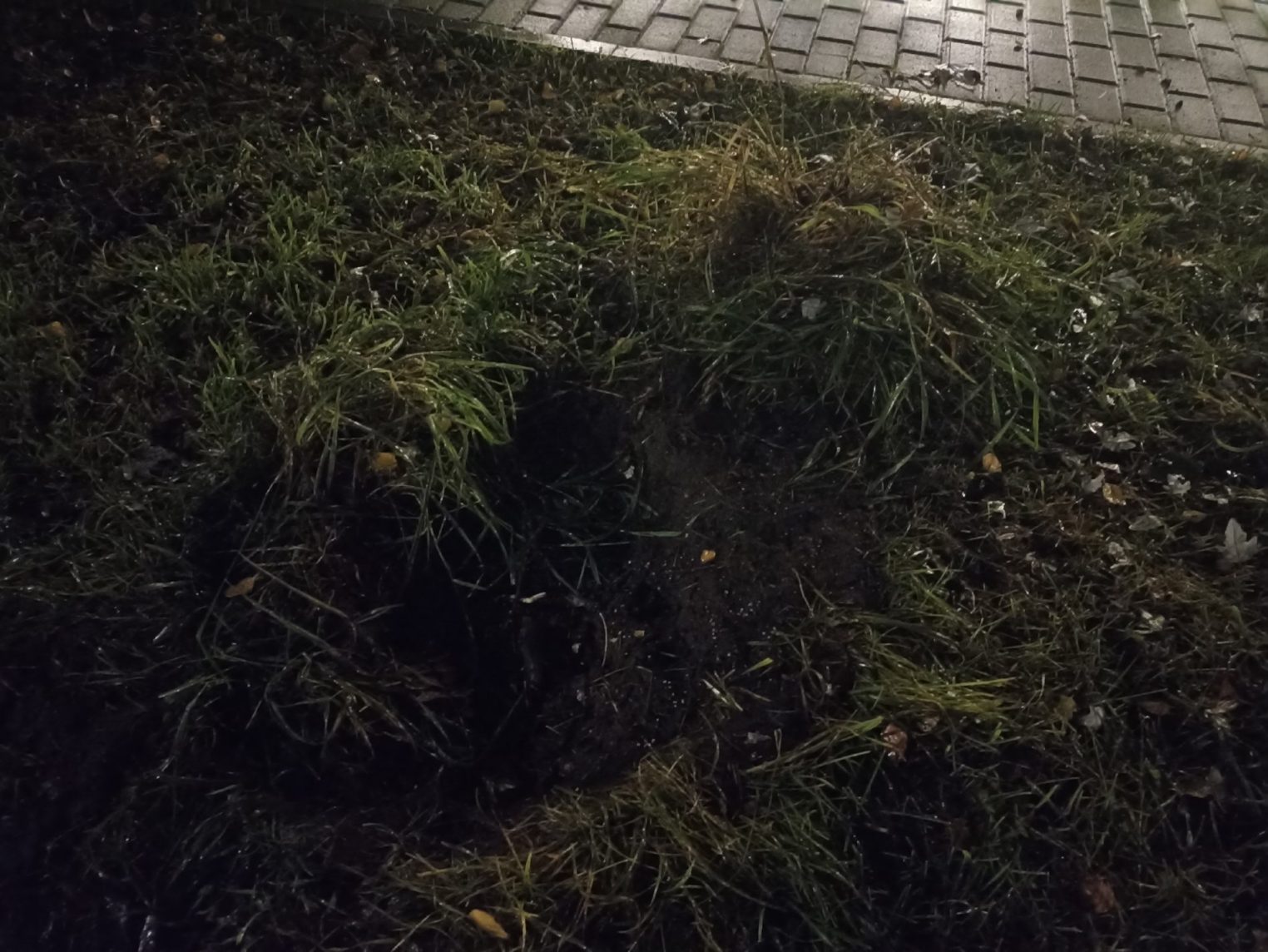Раскрыта тайна исчезновения деревьев с Аллеи памяти в Костроме