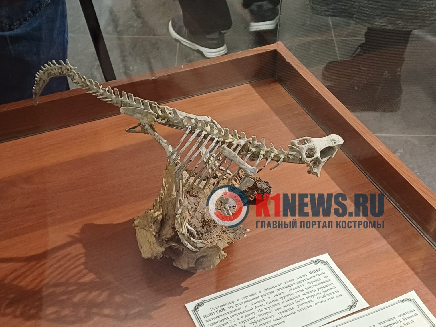 Гости из космоса и древние ящеры поселились в Костроме