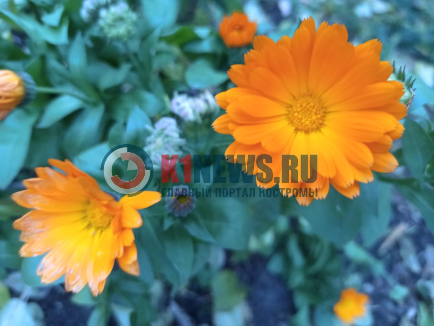 В Костроме розы продолжают цвести и в ноябре