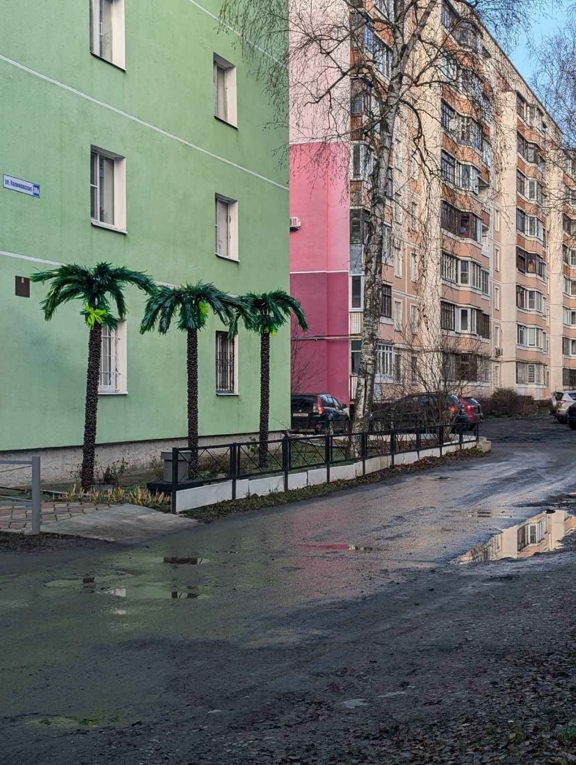 В костромских дворах внезапно выросли пальмы