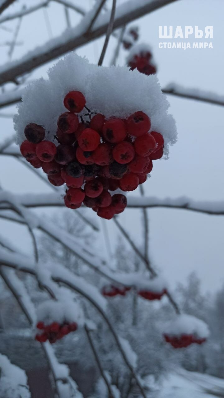 Первый снег украсил костромской райцентр зимними пейзажами