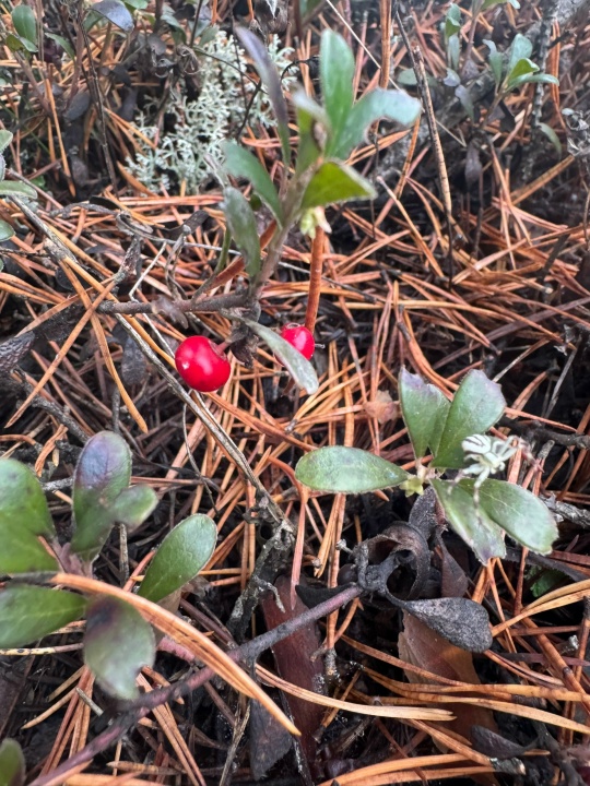 Ноябрь удивил костромичей поздними грибочками