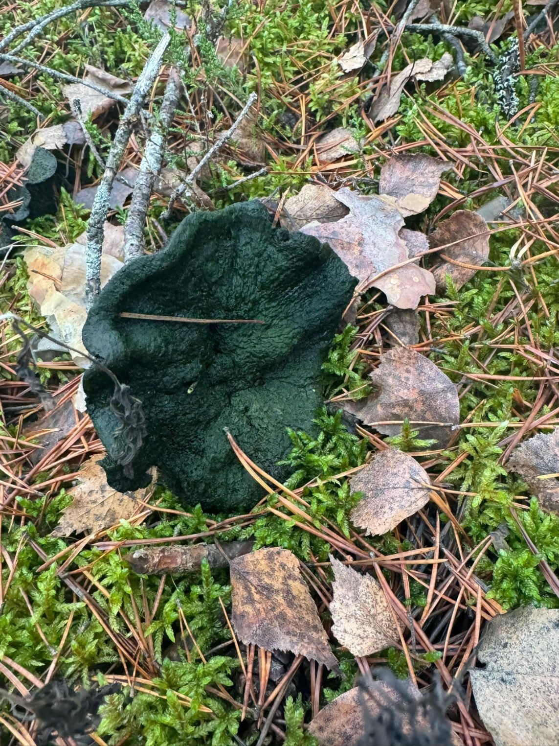 Ноябрь удивил костромичей поздними грибочками