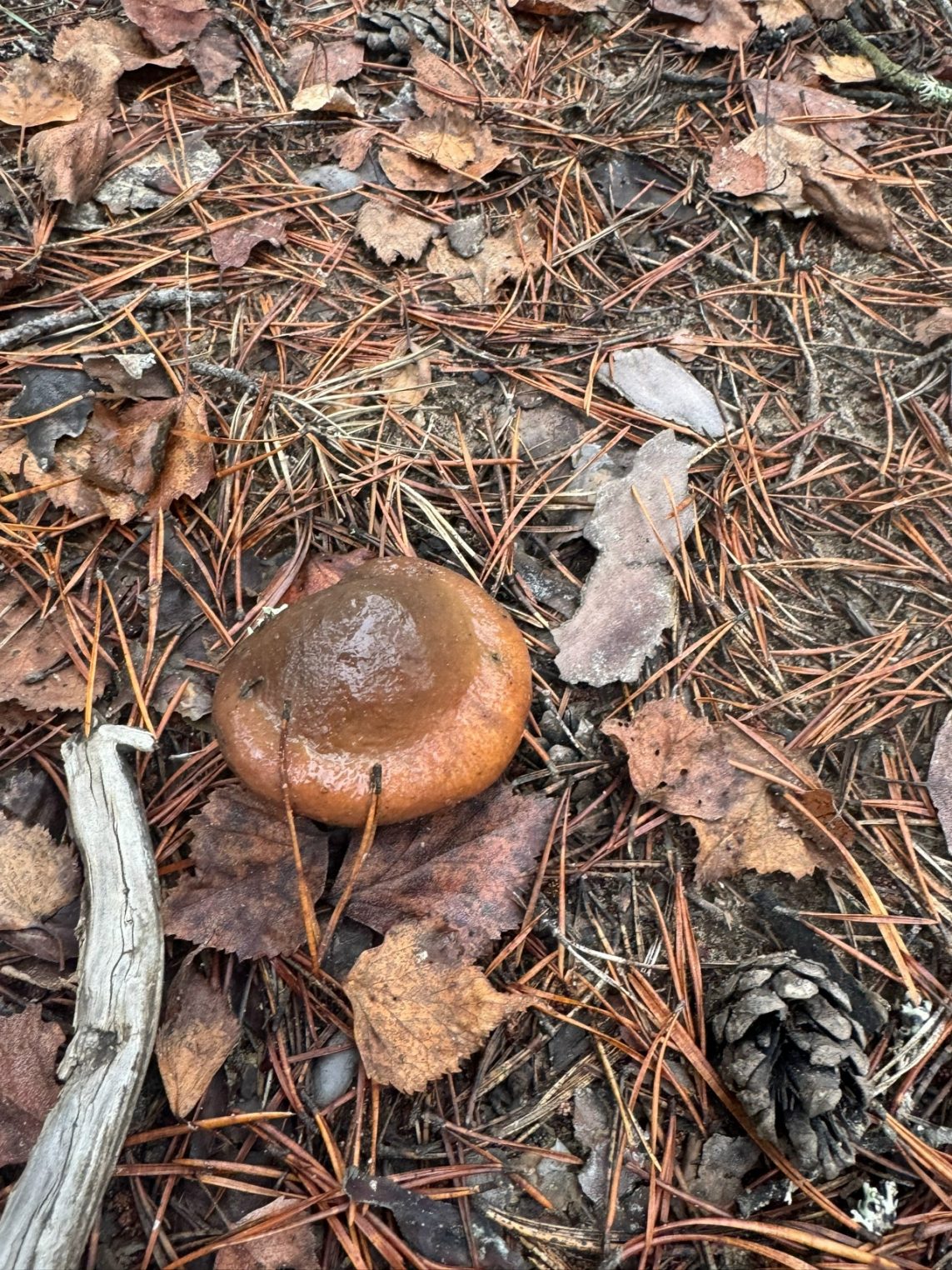 Ноябрь удивил костромичей поздними грибочками