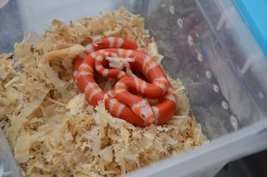 В Костромском экзотариуме крабовые палочки превращают в шнурки