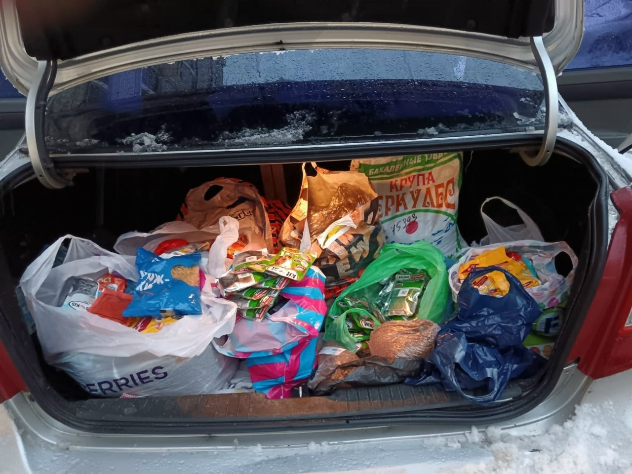 Костромичей призывают спасти брошенных на дачах кошек