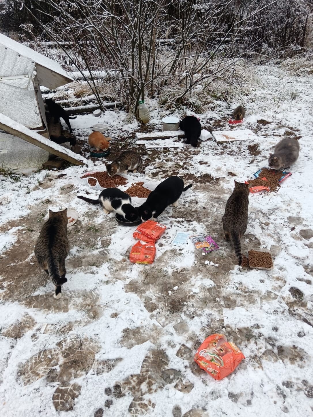 Костромичей призывают спасти брошенных на дачах кошек