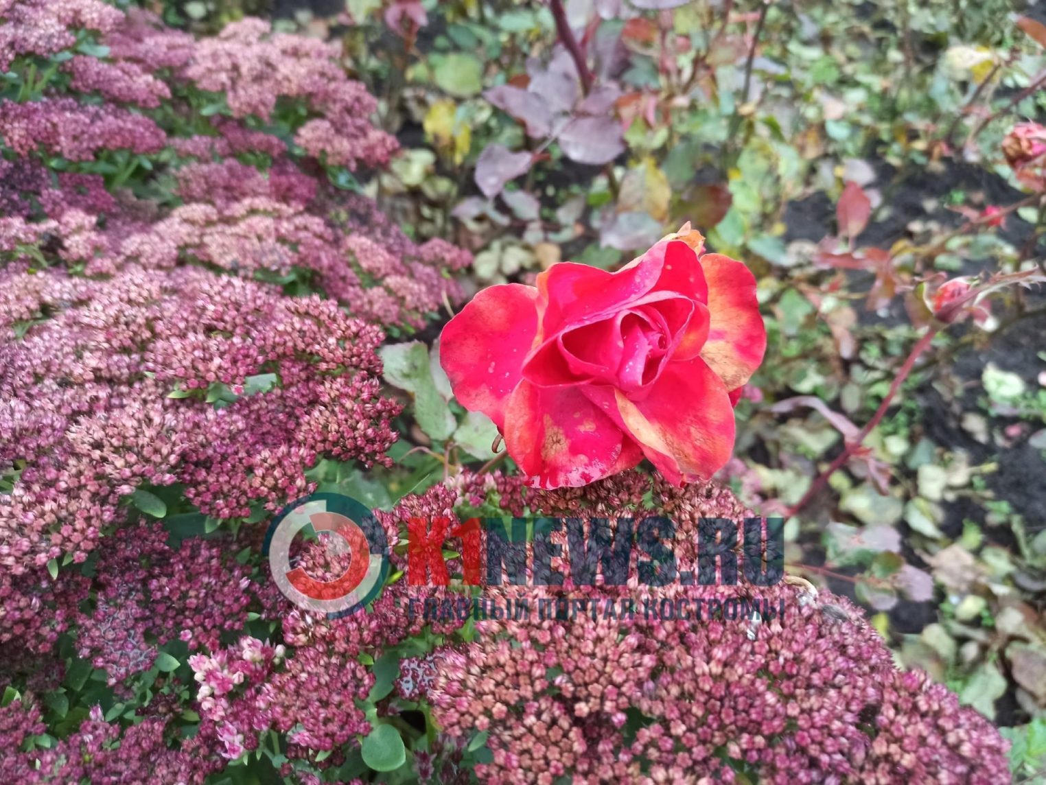 В Костроме розы продолжают цвести и в ноябре