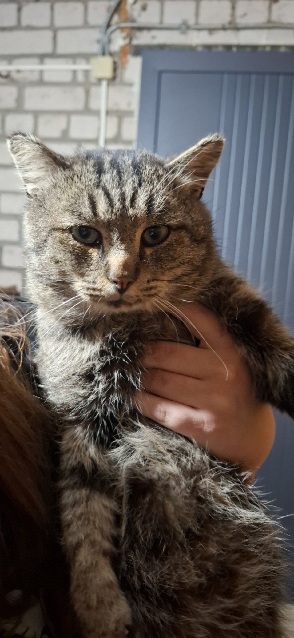 Костромской водитель вышвырнул кота из машины и уехал