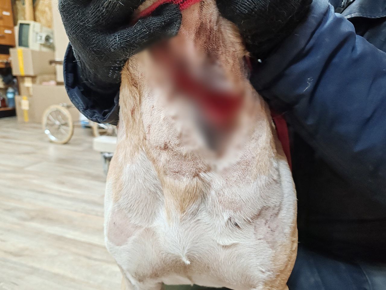 Зверски искромсанную ножом собаку обнаружили на окраине Костромы