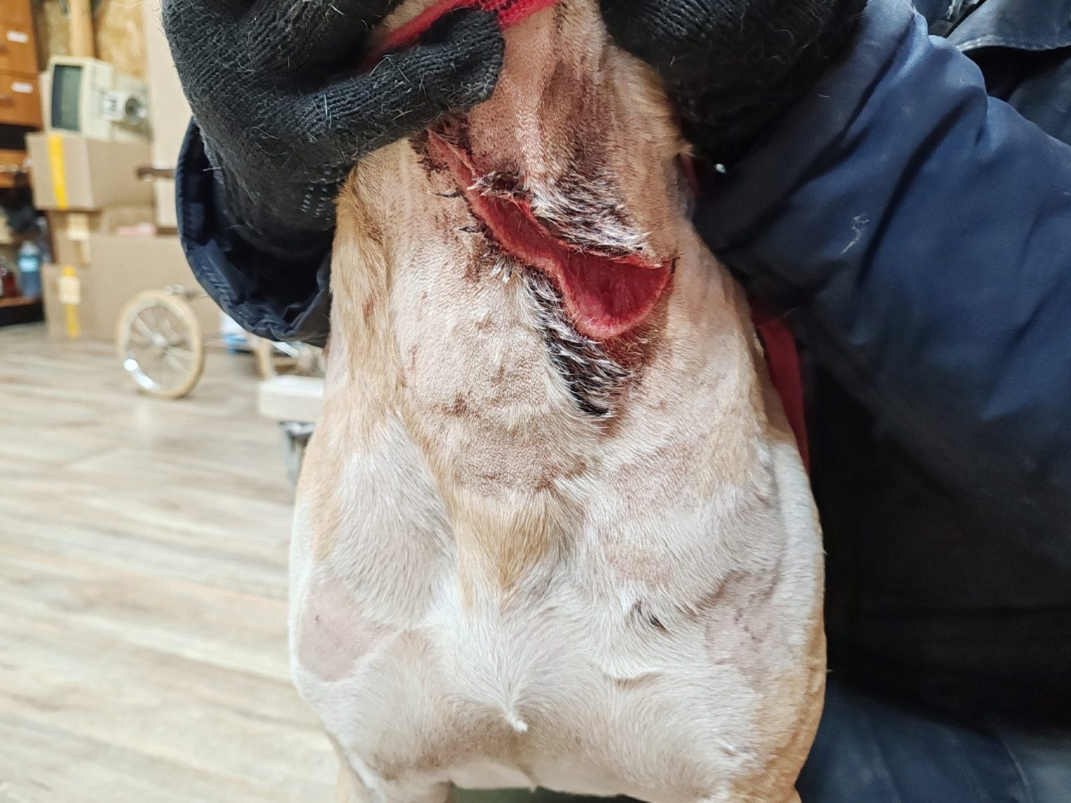 Зверски искромсанную ножом собаку обнаружили на окраине Костромы