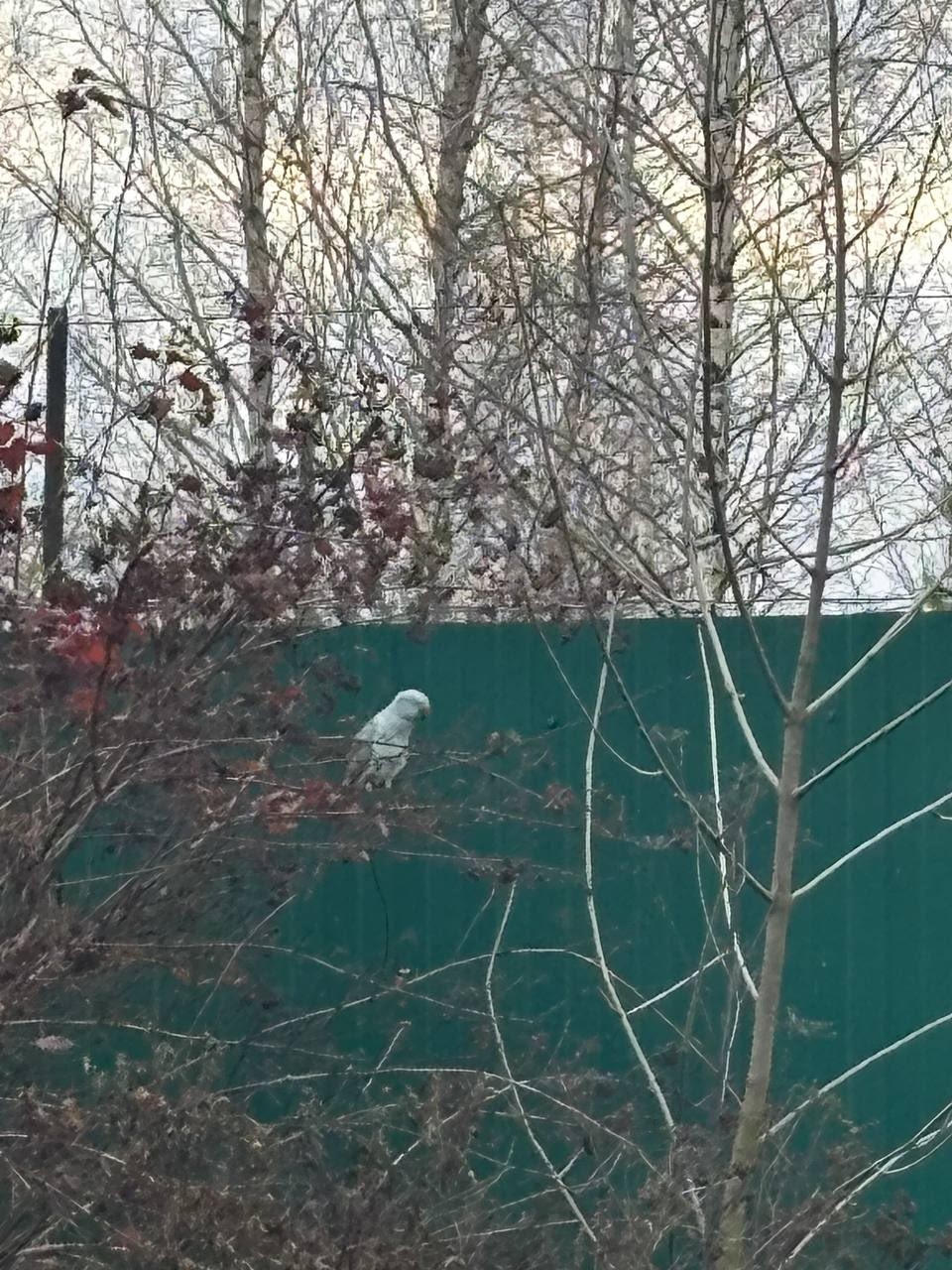 Блудного попугая костромичи ловили четыре дня