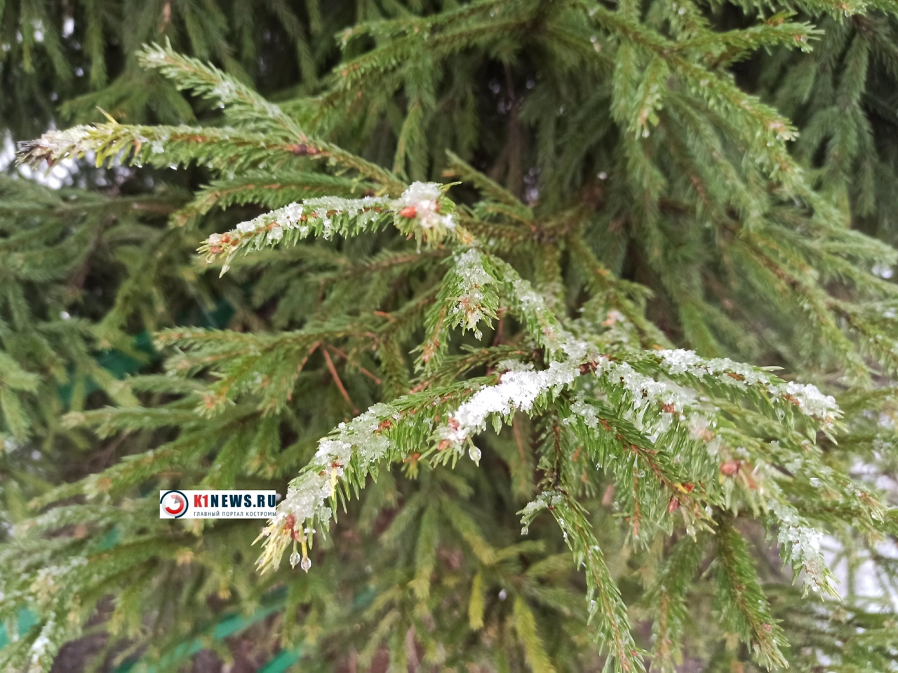 Как сохранить елку до конца каникул. Или до майских праздников