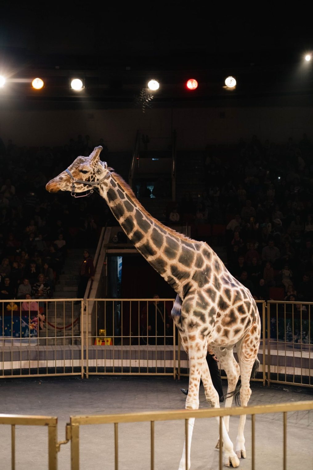 Жираф Багир расцеловал костромичек и станцевал вальс