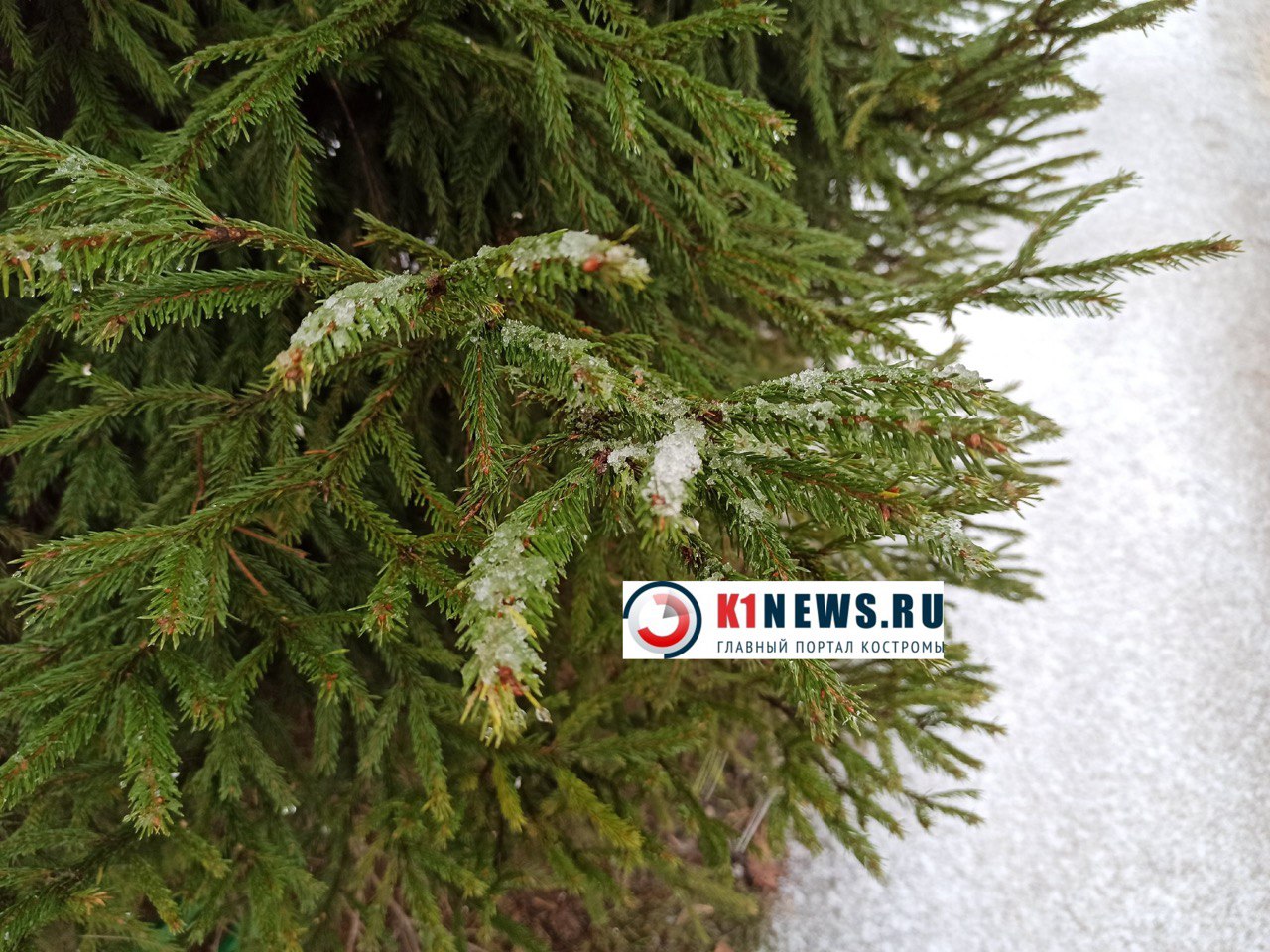 Костромичам рассказали, чем опасна живая елка в доме