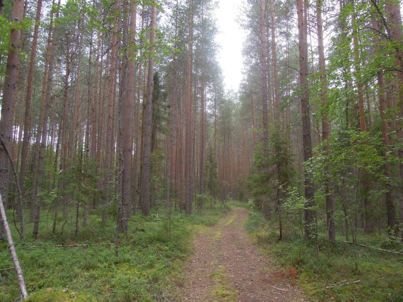 Три новых природных заповедника появились в Костромской области