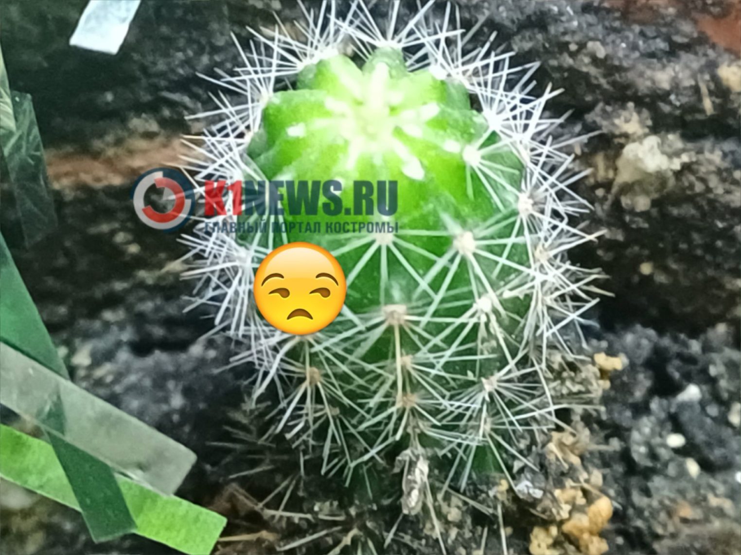 Костромичи назвали желанными новогодние подарки из списка самых неудачных