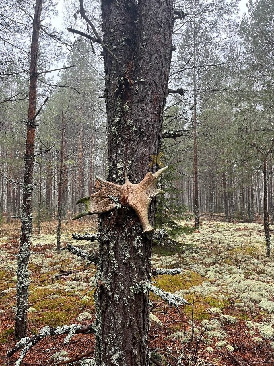 В костромских лесах вместо грибов собирают рога