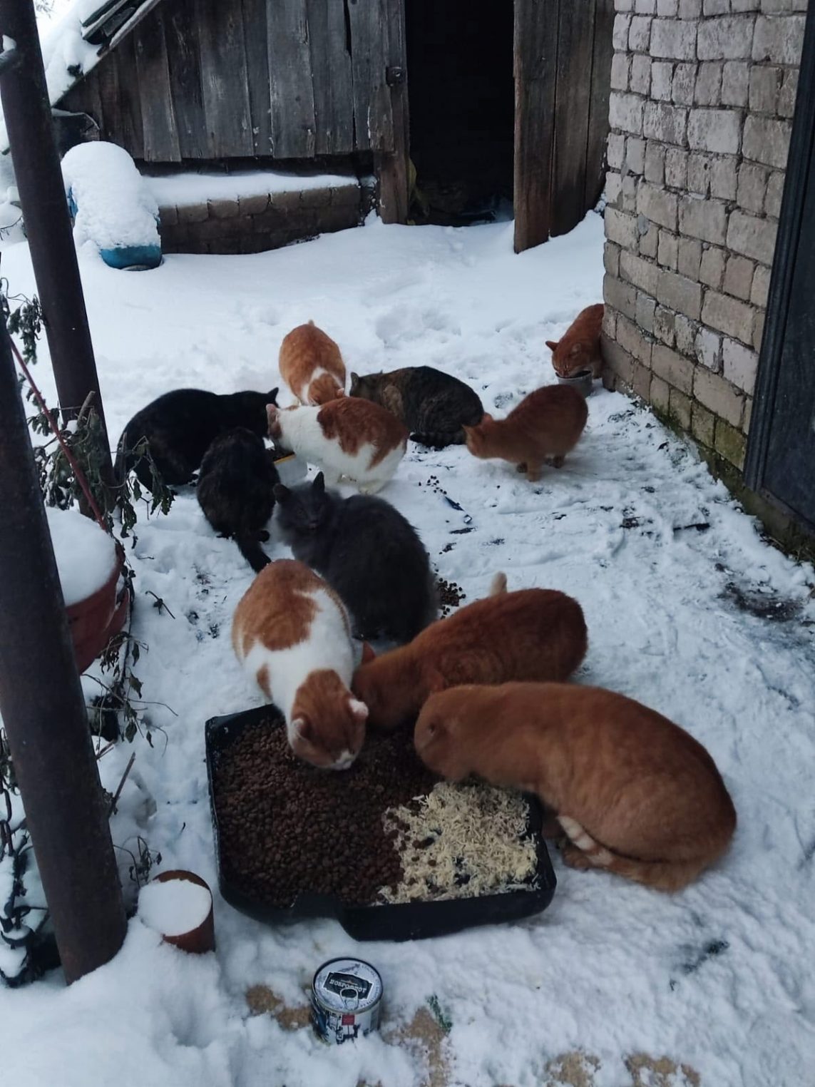 Костромичей просят помочь брошенным на дачах солнечным пушистикам