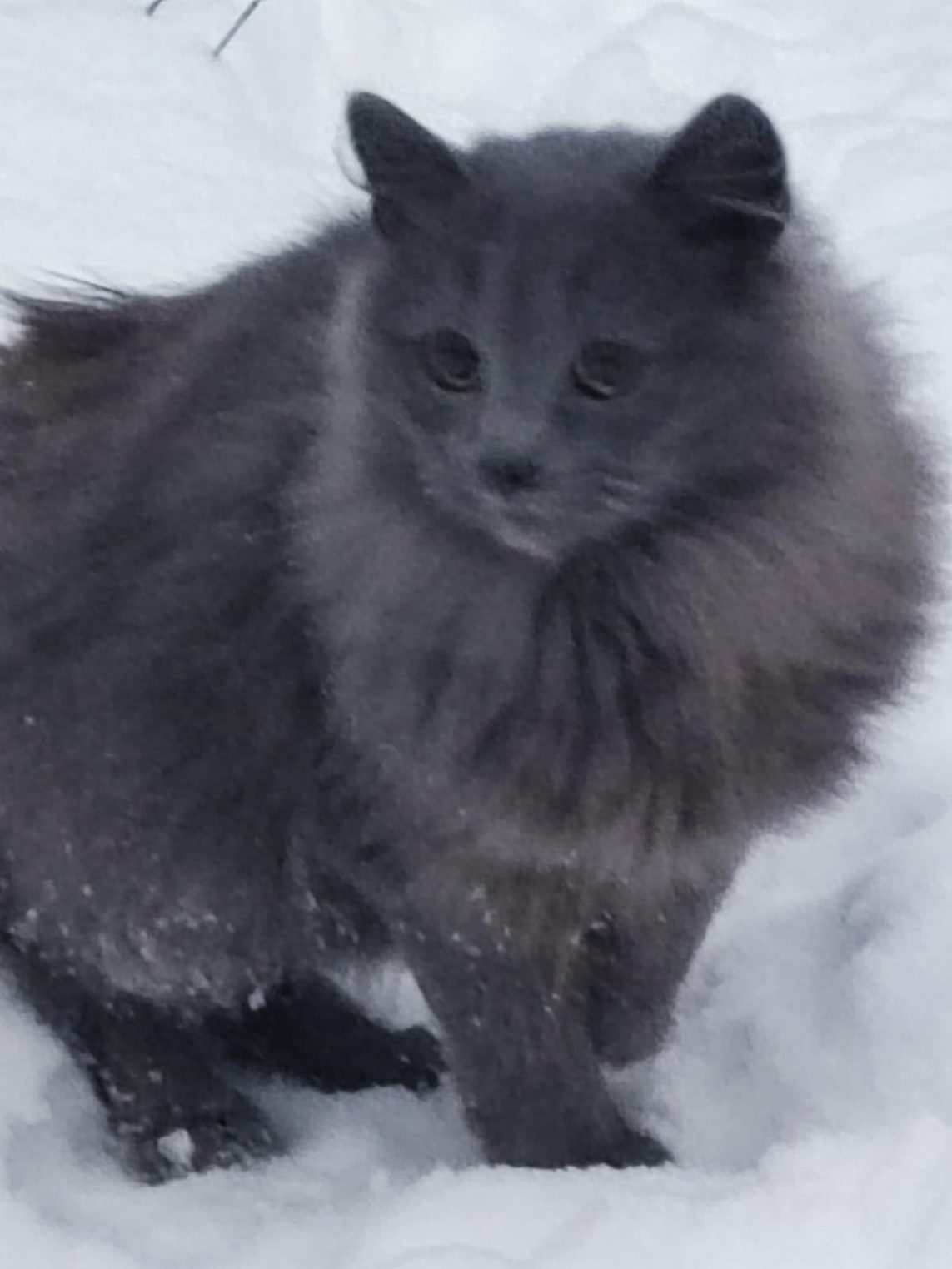 Костромичей просят помочь брошенным на дачах солнечным пушистикам