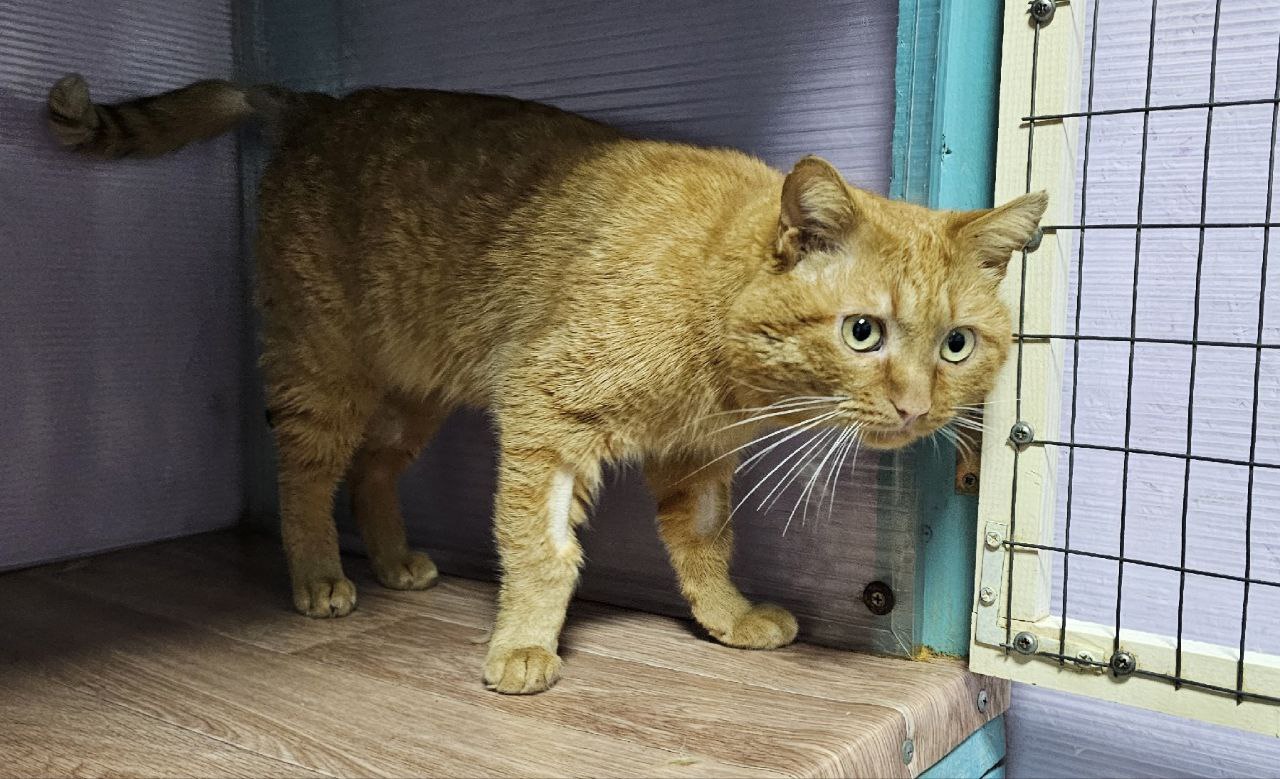 Костромичи могут спасти жизнь ласковому разбойнику Чивасу