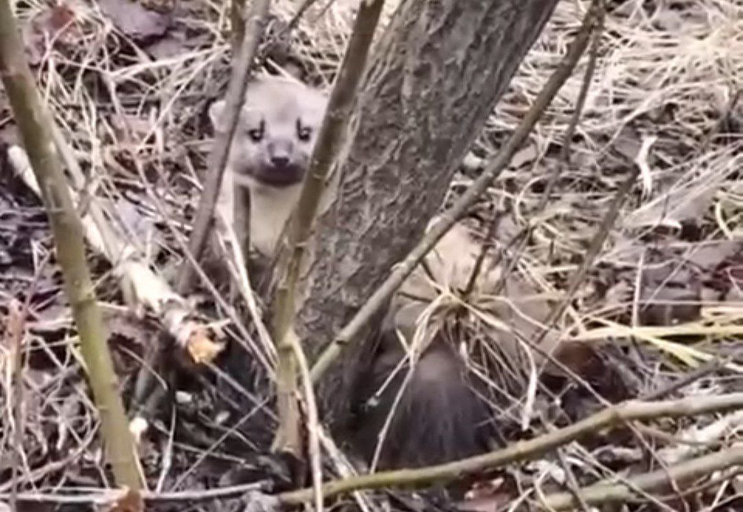 Школьник из Костромы спас угодившую в капкан куницу