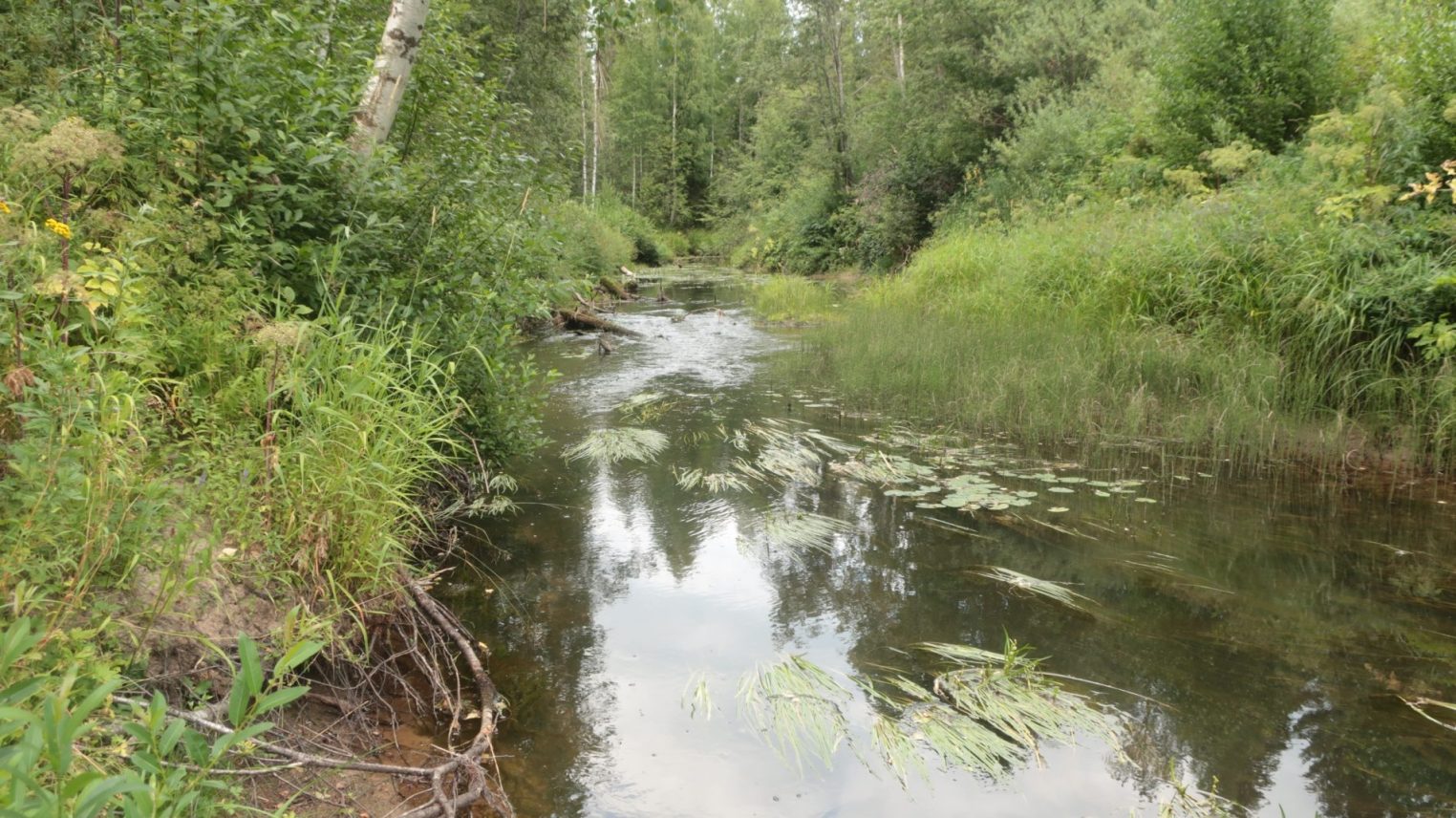 Три новых природных заповедника появились в Костромской области