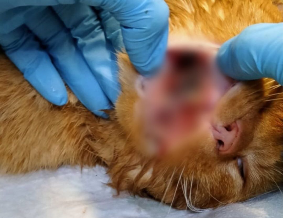 Костромичи могут спасти жизнь ласковому разбойнику Чивасу