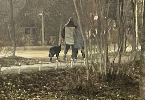 Костромичи требуют наказать пару за слишком жесткое воспитание собаки