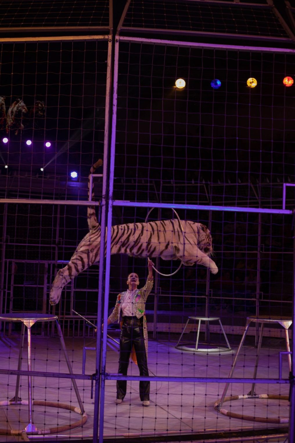 Жираф Багир расцеловал костромичек и станцевал вальс