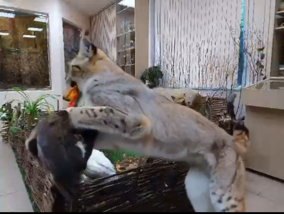 Экспонаты костромского музея ожили и устроили забастовку