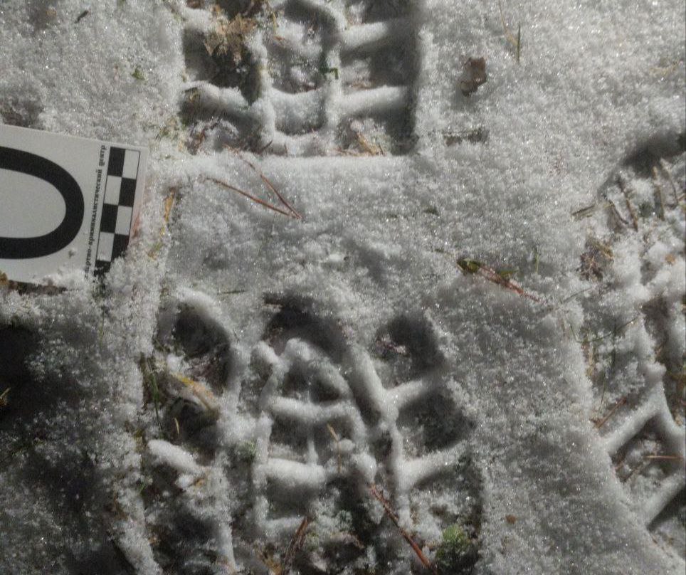 Под Костромой убийцу лося нашли по кровавому следу