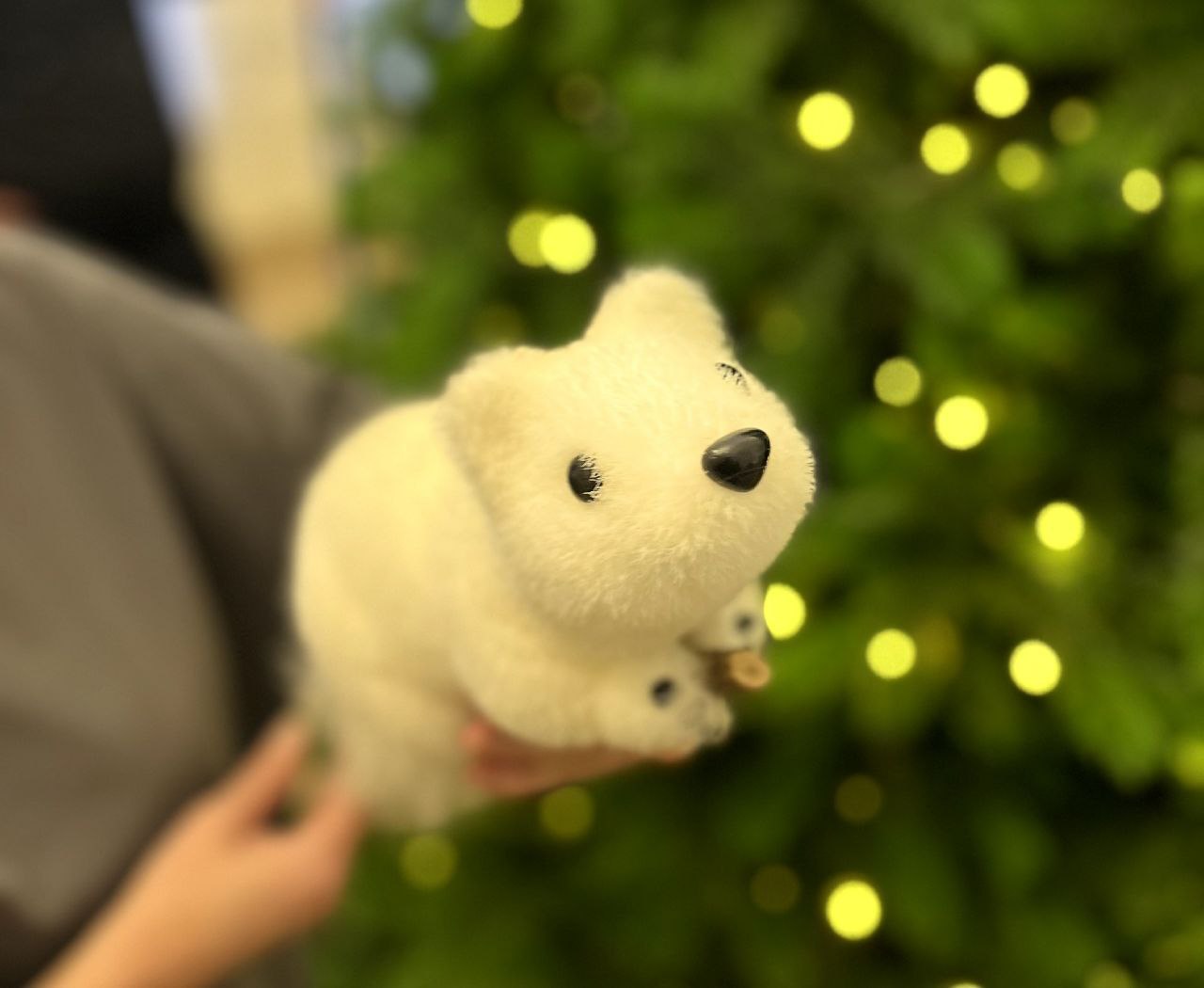 Пушистая зеленая красавица радует посетителей Костромского драмтеатра