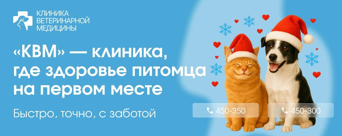 Что подарить питомцам на Новый год: идеи, которые точно порадуют хвостиков