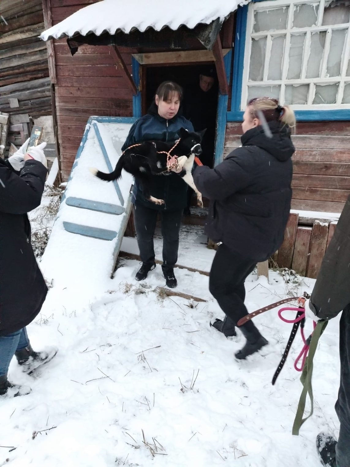 Под Костромой собак заперли в доме без еды и воды