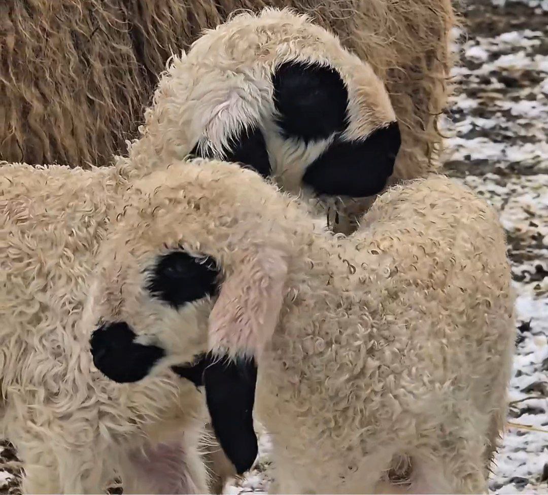 В Костромском Альпака-парке двойное пушистое пополнение