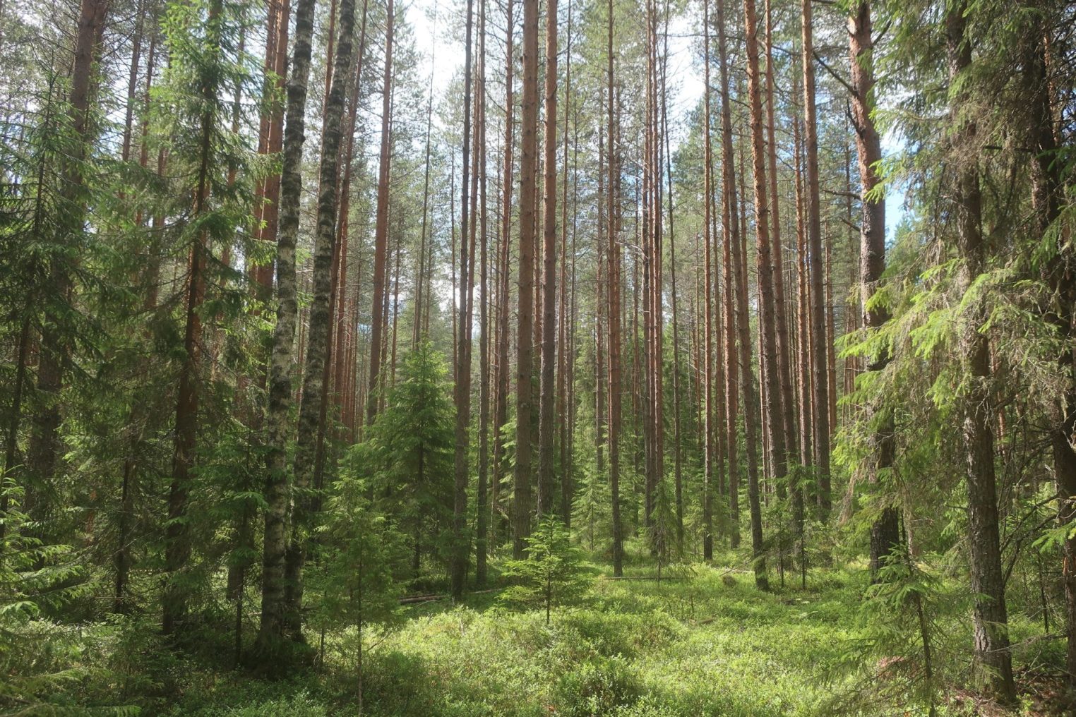 Три новых природных заповедника появились в Костромской области