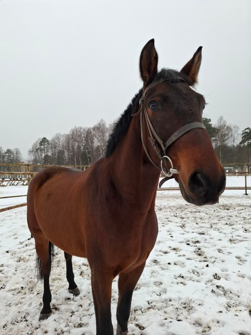 Молодой конь Грандвиль начал карьеру на костромском ипподроме