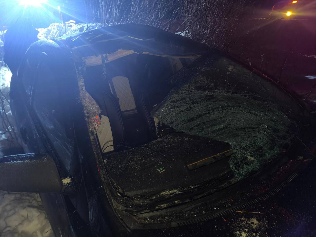 Лось на трассе едва не отправил костромичей на тот свет