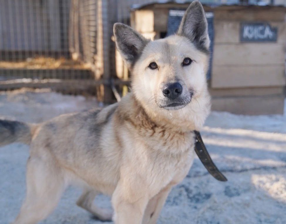 Пес по имени Киса ищет любящую семью в Костроме