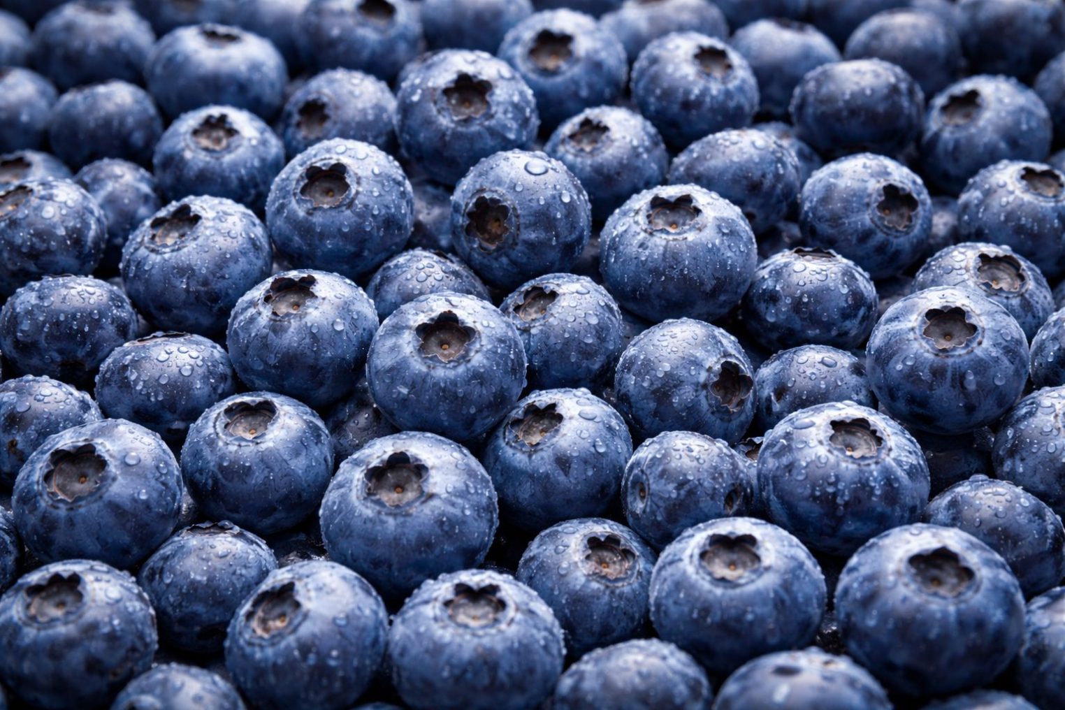 Костромская черника улучшает работу мозга и не только