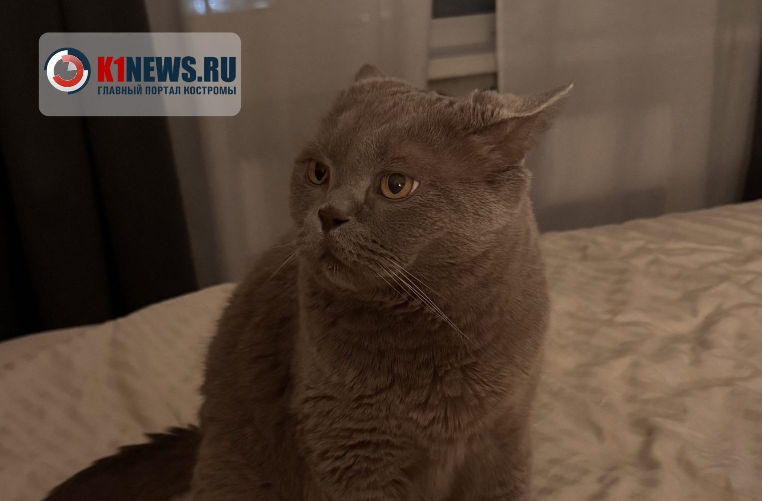 Костромских собак и кошек собираются поставить на учет